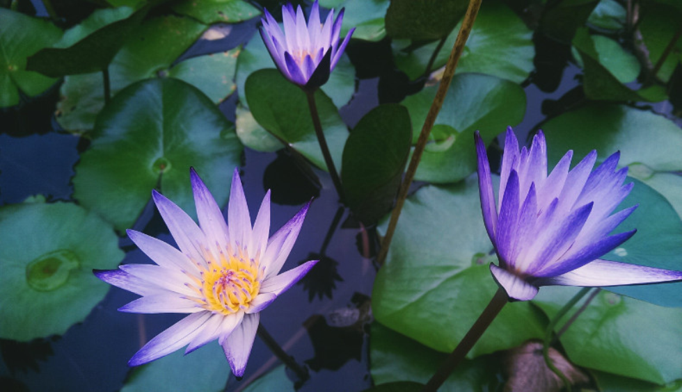 Tecniche di rilassamento Mindfulness al CaffÃ¨ Alzheimer